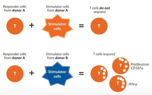 簡單快速的對cd8 細胞毒t細胞活化進行多參數評估